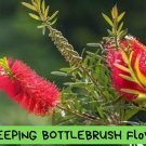 Weeping Bottlebrush Tree Seeds – 20+ Callistemon viminalis – Red Flowering Ornamental Plant – 