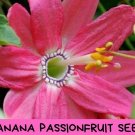 Peony Seeds – 20+ Rare Exotic Flower Seeds – Fragrant Perennial Blooms – Easy Garden Plant –