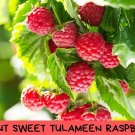 Giant Tulameen Raspberry Seeds – 100 Sweet High-Yield Fruit Seeds – Antioxidant Medicinal – Ea