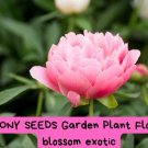 Peony Seeds – 20+ Rare Garden Flower Seeds – Exotic Fragrant Blooms – Easy to Grow Perennial 