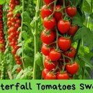 Waterfall Tomato Seeds – Sweet High Yield Heirloom – Organic Non-GMO – Easy to Grow Summer Gar