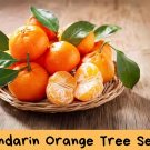 20 Mandarin Orange Tree Seeds – Citrus reticulata – Indoor or Outdoor Citrus – Sweet Edible Fr