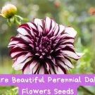 Rare Dahlia Flower Seeds – Perennial Blooms – Vibrant Mixed Colors – Easy to Grow – Garden, 