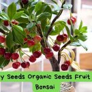 Cherry Seeds – Organic Fruit Tree Seeds for Bonsai or Garden – High Germination – Edible Cherr