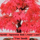 Dwarf Japanese Maple Seeds – 10 Red Linear Leaf Acer Scolopendrifolium – Bonsai or Ornamental Tr