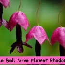 Purple Bell Vine Seeds – Rhodochiton atrosanguineus – Rare Climbing Vine – Unique Purple Bells