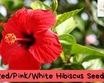 Hibiscus Seeds &acirc;�� Red Pink White Flower Mix &acirc;�� Tropical Bloom &acirc;�� Hardy & Beautiful &acirc;�� Garden or 