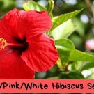Hibiscus Seeds – Red Pink White Flower Mix – Tropical Bloom – Hardy & Beautiful – Garden or 