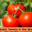 25 Seeds – Fastest Growing Tomato in the World – Juicy Red Tomatoes – Quick Harvest – Easy G