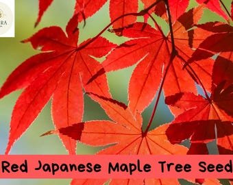 Red Japanese Maple Seeds &acirc;�� Stunning Ornamental Tree &acirc;�� Acer palmatum.1 seeds