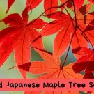Red Japanese Maple Seeds – Stunning Ornamental Tree – Acer palmatum.1 seeds