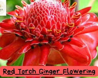 Red Torch Ginger Seeds &acirc;�� Exotic Tropical Flower &acirc;�� Stunning Garden Beauty.1 Seeds