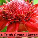 Red Torch Ginger Seeds – Exotic Tropical Flower – Stunning Garden Beauty.1 Seeds