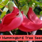 20 Hummingbird Tree Seeds (Sesbania grandiflora) | Fast-Growing Flowering Tree | Attracts Hummingbir