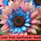 50 PCS Blue Over Pink Sunflower Seeds | Rare Bicolor Helianthus | Unique Garden Flowers | Fast Growi
