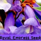 50 Royal Empress Tree Seeds Paulownia Tomentosa Fast Growing Shade Tree Fragrant Purple Flowers Drou