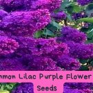 20 Common Lilac Seeds – Syringa vulgaris, Fragrant Purple Flowers, Hardy Perennial Tree, Attracts 