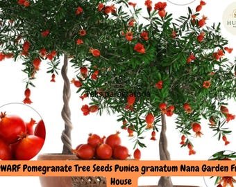 20 Dwarf Pomegranate Tree Seeds - Punica granatum Nana - Edible Fruit Plant - Bonsai, Garden, Patio 