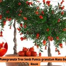 20 Dwarf Pomegranate Tree Seeds - Punica granatum Nana - Edible Fruit Plant - Bonsai, Garden, Patio 