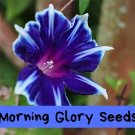 Morning Glory Seeds - Perennial Climbing Vine | Fast-Growing | Vibrant Blooms | Easy to Grow | Garde