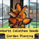 Sunburst Calathea | Rare Exotic Foliage | Indoor & Outdoor | Easy to Grow | Tropical Houseplant.1 se