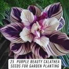 25 Seeds - Purple Beauty Calathea | Rare Exotic Foliage | Indoor & Outdoor | Easy to Grow | Tropical