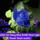 20 Seeds - Rare Navy Blue Rose | Hybrid Tea Rose Bush | Exotic Flower | Unique Garden Plant | Perenn