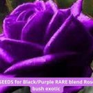 20 Seeds - Rare Black & Purple Rose | Exotic Rose Bush Seeds | Unique Garden Flower | Perennial Bloo