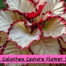 25 Calathea Couture Flower Seeds – Rare Tropical Plant, Stunning Foliage, Indoor Houseplant, Shade