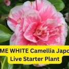 Herme White Camellia Japonica – Bicolor Bloom, Live Starter Plant, Rare Flowering Shrub, Easy to G