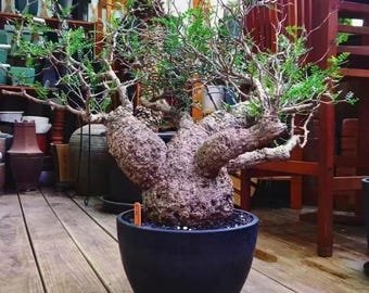 Operculicarya "Big Foot"  SEEDS