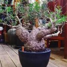 Operculicarya "Big Foot"  SEEDS