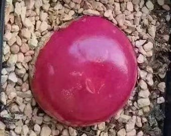 Conophytum Burgeri SEEDS