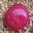 Conophytum Burgeri SEEDS