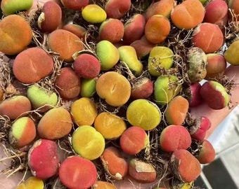 Conophytum Maughanii SEEDS