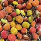 Conophytum Maughanii SEEDS