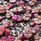 Conophytum Obcordellum SEEDS