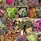 Conophytum Mix Seeds