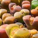Ophthalmophyllum Friedrichiae SEEDS