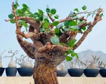 Commiphora  Namaensis SEEDS