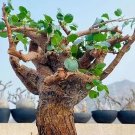 Commiphora  Namaensis SEEDS