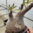 Pachypodium Rosulatum var. Gracilius Caudex SEED