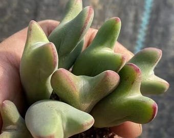 Conophytum Bilobum SEEDS