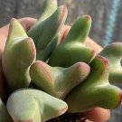 Conophytum Bilobum SEEDS