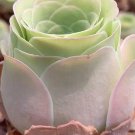 Greenovia Webb & Berthel (Mountain Rose Succulent) SEEDS