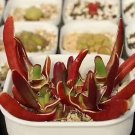 Glottiphyllum Peersii SEEDS