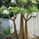 Pachypodium Lamerei Drake SEEDS