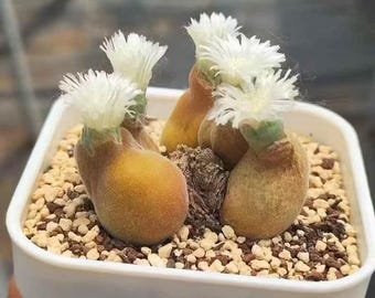 Muiria Hortenseae SEEDS