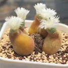 Muiria Hortenseae SEEDS