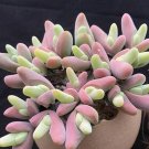 Gibbaeum Shandii SEEDS